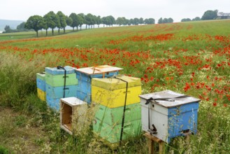 Beehives, beekeeping in a cornfield with blooming poppies, near Warstein, Sauerland, North