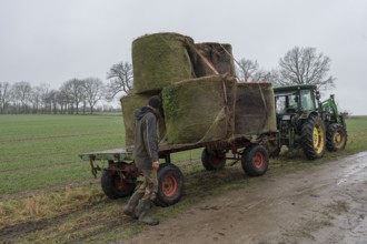 Farmer standing at the loader wagon loaded with old hay bales, Mecklenburg-Western Pomerania,