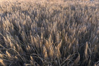 Ripe barley (Hordeum vulgare) in the field, Mecklenburg-Western Pomerania, Germany, Europe