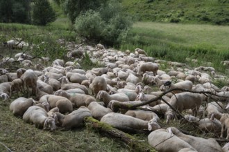 Resting, freshly shorn sheep in a nature reserve in Franconian Switzerland, Bavaria, Germany,