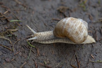 Burgundy snail (Helix pomatia) on a forest path, Bavaria, Germany, Europe