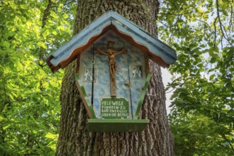 Christ's cross on an oak trunk, (Quercus), Bavaria, Germany, Europe