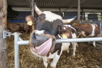 Cow licking itself with its tongue, Close up, North Rhine-Westphalia, Germany, Europe