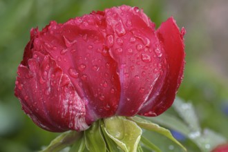 Peony blossom (Peonia) with raindrops, Bavaria, Germany, Europe