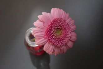 Blossom of a gerbera (gerbera) in a vase on a grey background, Bavaria, Germany, Europe