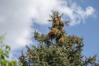 Pine cones in the crown of a fir trees (Abies), Bavaria, Germany, Europe