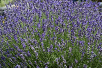 Blooming lavender (lavender), Bavaria, Germany, Europe