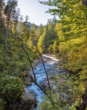 A clear river flows through a dense forest under a sunny sky, Wimbach