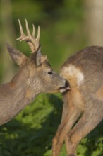 Male Roe Deer, Roe buck (Capreolus capreolus).checking if the doe is ready for mating