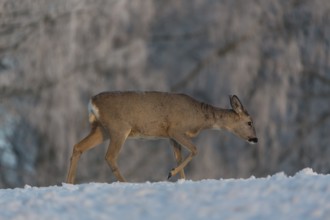 One female Roe Deer, (Capreolus capreolus), walking over a snowy meadow. Snow covered trees in the