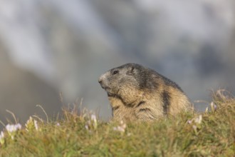 One adult Alpine Marmot, Marmota marmota, sitting in green grass in late light