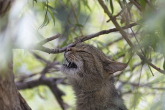 One European wildcat, Felis silvestris silvestris, rubbing its nose on twigs of the green weeping