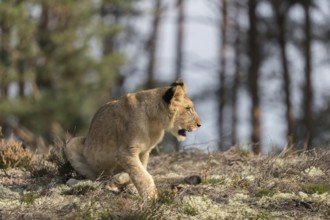 One female young lion (Panthera leo) running at a forest edge. Green vegetation in the background