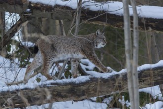 One Eurasian lynx, Lynx lynx, walking in snow covered forest on hilly ground