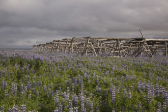 Nootka lupine, Lupinus nootkatensis, covering large areas in iceland to stop erosion. Racks to dry