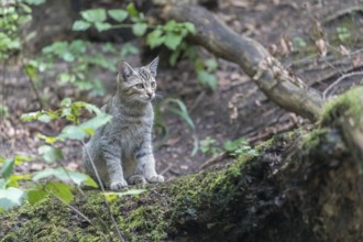 One young european wildcat, Felis silvestris silvestris, sitting on a mossy log with green