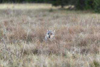 One young male eurasian gray wolf (Canis lupus lupus) running over a meadow with tall grass. A dark