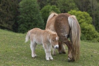 Falabella mare and foal, The Falabella (Equus ferus caballus) is the smallest horse at all