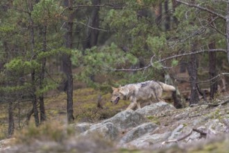 One young male eurasian gray wolf (Canis lupus lupus) running thru a forest with rocks and heather.