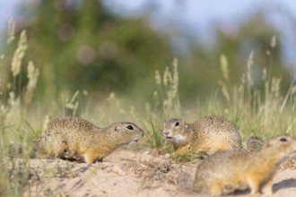 European ground squirrel (Spermophilus citellus) or European souslik sitting on sand and in tall