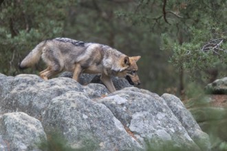 One young male eurasian gray wolf (Canis lupus lupus) running thru a forest with rocks and heather.