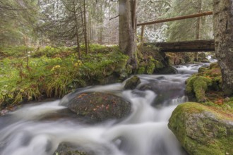 Kleine Ohe creek below Waldhaeuser village in the Bavarian Forest Nationalpark. Flowing water and