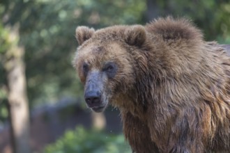 One Kamchatka brown bear (Ursus arctos piscator), portrait