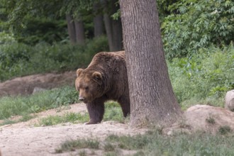 One Kamchatka brown bear (Ursus arctos piscator), walking in a forest. Some green vegetation in the