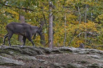 One young male Himalayan Tahr (Hemitragus jemlahicus) standing on rocks in a forest. Green and