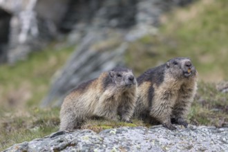 Two Alpine Marmot, Marmota marmota, standing on a rock with green grass in the background,