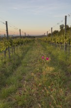 Vineyards at sunrise in Langenlois, Kamp-Manhartsberg Valley Austria