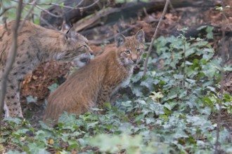 A mother Eurasian lynx, (Lynx lynx) grooming her kitten, sitting between green leaves on a forest