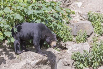 One Sun bear (Helarctos malayanus) walking thru dense vegetation over rocks and logs on hilly