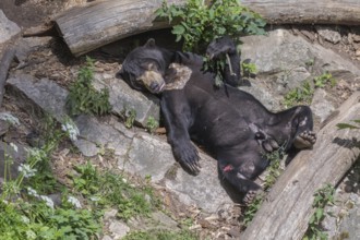 One Sun bear (Helarctos malayanus) resting on its back, totally relaxed