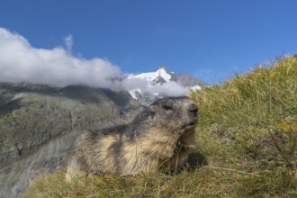 One Alpine Marmots, Marmota marmota, frontal portrait in early morning light. Grossglockner