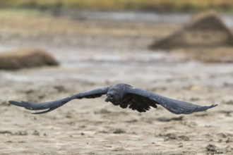 One common raven (Corvus corax) flying over a dry lakeshore on an autumnal misty cold morning