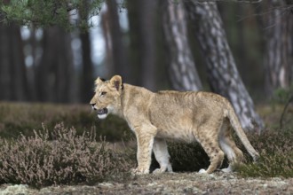 One female young lion (Panthera leo) running at a forest edge. Green vegetation in the background