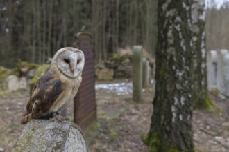 One barn owl (Tyto alba) perched on a very old gravestone in a forest. Green vegetation in the