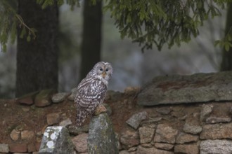 One Ural owl (Strix uralensis) sitting on a old jewish gravestone with a natural stone masonry and