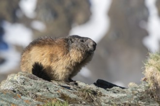 One Alpine Marmot, Marmota marmota, resting on a rock with snowy mountains in the distant