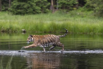 One young female Siberian Tiger, Panthera tigris altaica, running thru the shallow water of a pond