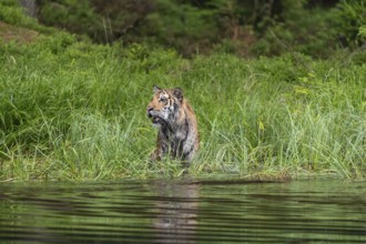 One young female Siberian Tiger, Panthera tigris altaica, walking thru tall reed grass ashore a