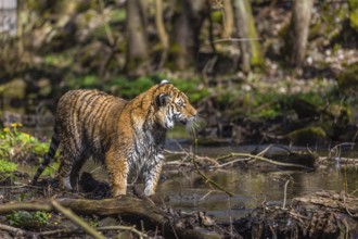 One young female Siberian Tiger, Panthera tigris altaica, walking thru a creek in a forest. Early