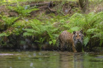 One young female Siberian Tiger, Panthera tigris altaica, walking thru the cool fresh water of a