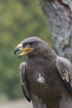 Portrait of immature Aquila nipalensis, steppe eagle, in late light with green background