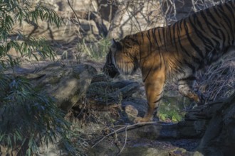 One Sumatran tiger (Panthera tigris sondaica, syn. Panthera tigris sumatrae) walking through dense