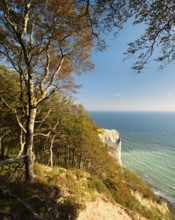 Coastal forest at the chalk cliffs of Møns Klint, view of the Baltic Sea in autumn, Møn Island,