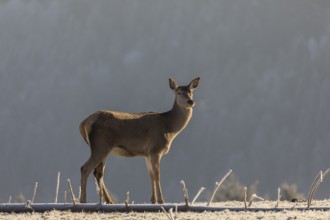 Red Deer doe standing on a frosted meadow in winter, early morning sunlight. Hoarfrosted trees in