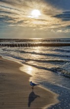 Sunset on the Baltic Sea beach with seagull, Ahrenshoop beach in the evening light with clouds,