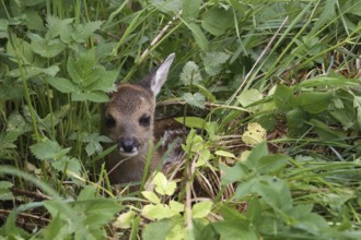 Roe deer (Capreolus capreolus) few days old fawn lying in the grass, Allgäu, Bavaria, Germany,